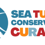 Sea Turtle Conservation Curacao